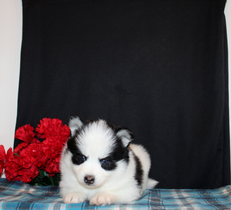 puppy, for, sale, Pomsky, Matthew B. Stoltzfus, dog, breeder, Gap, PA, dog-breeder, puppy-for-sale, forsale, nearby, find, puppyfind, locator, puppylocator, aca